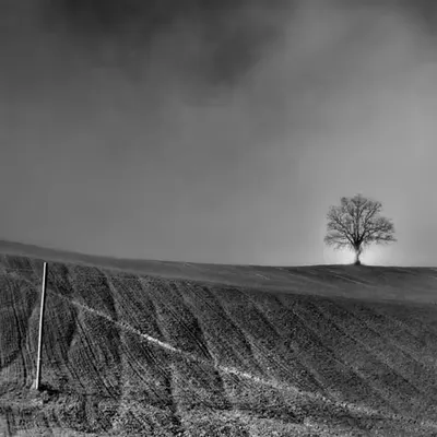 THE TREE 