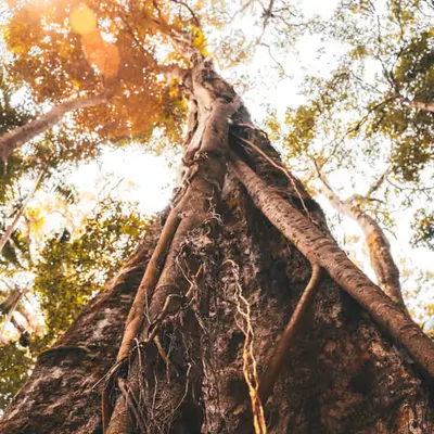 Roots