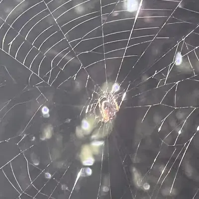 SLEEPY SPiDer