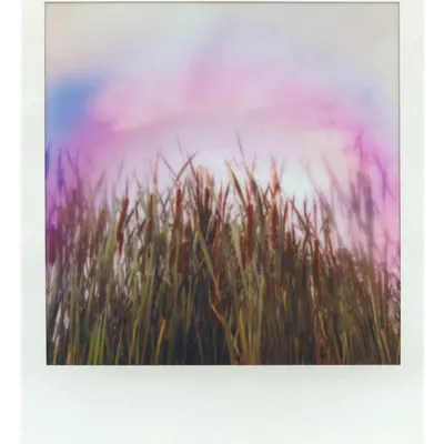 Endless Summer  |  4  | Manifestation