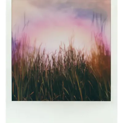 Endless Summer  |  54  | Manifestation