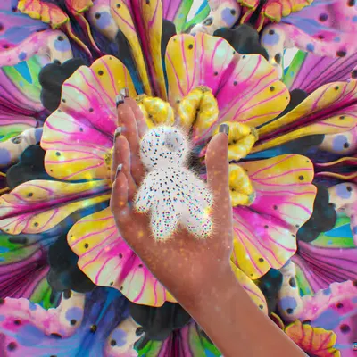 Dreams in Bloom