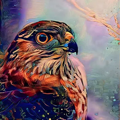 The Magestic falcon