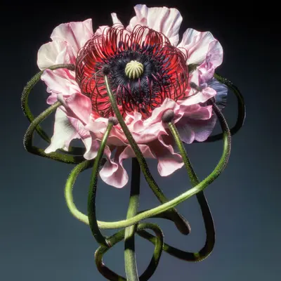 Hybrid Species — Tenebris Florenara