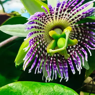 Passion flower 🌺