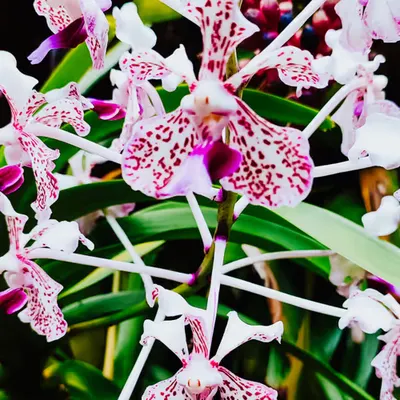 Vanda tricolor 🪷