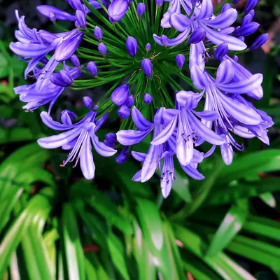 African lily 🪻