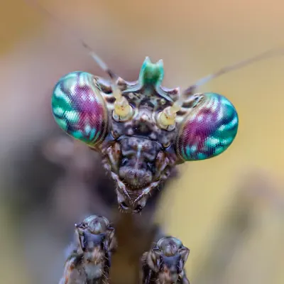 The Moss Mantis