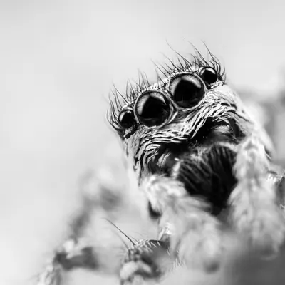 The eyes have it! #1/30
