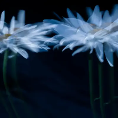 Moonlight Ballet