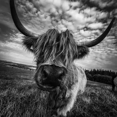 Highland Cow