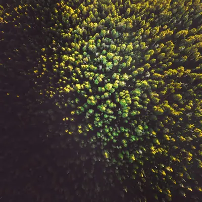 Miss the Forest