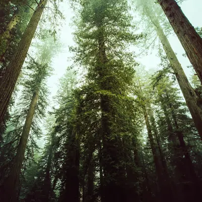 The Trees Hear Us