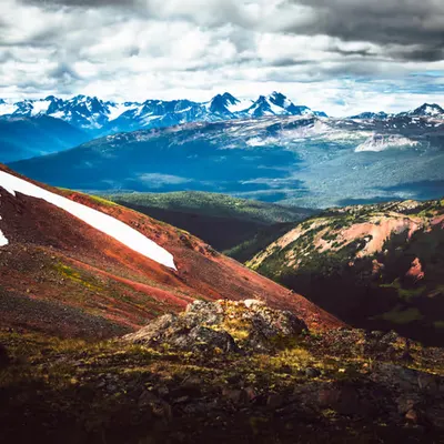 Arctic Bloom