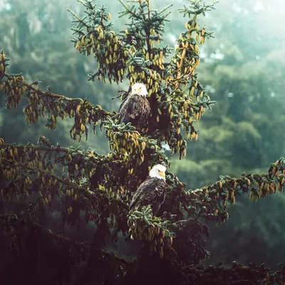 River Sentinels