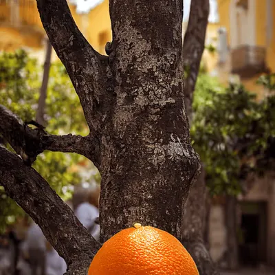 Day 51: The Andalusian Bitter Orange