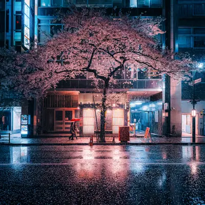 Cherry blossom on a rainy night