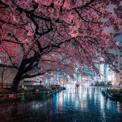 Cherry blossom in the neon city