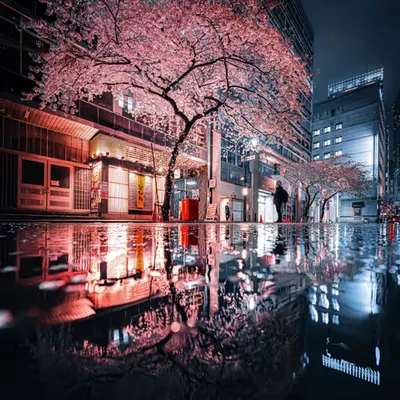 Sakura Reflection