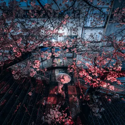 Sakura Frame