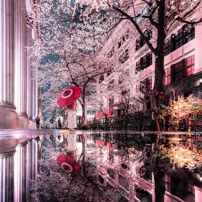 Night Cherry Blossoms