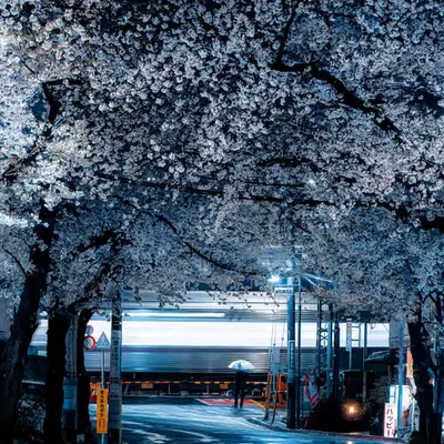 Sakura Road