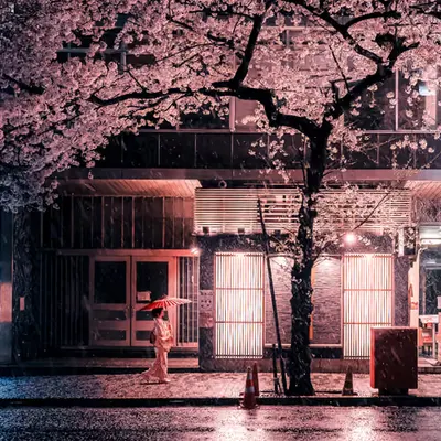 Beautiful Night Cherry Blossom