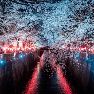 Illuminated Cherry Blossoms