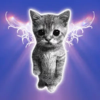 +1 Collect = +100 kitty aura