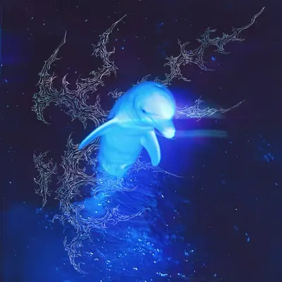 Aura dolphin