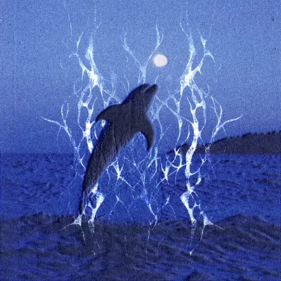 dolphin