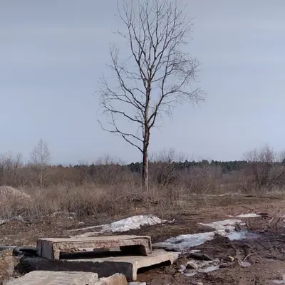 one tree and some concrete slabs