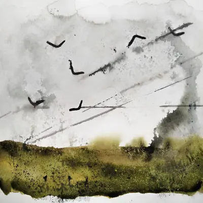 Boomerang-birds