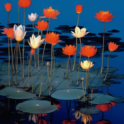 Night Pond