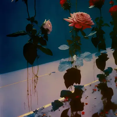 Roses