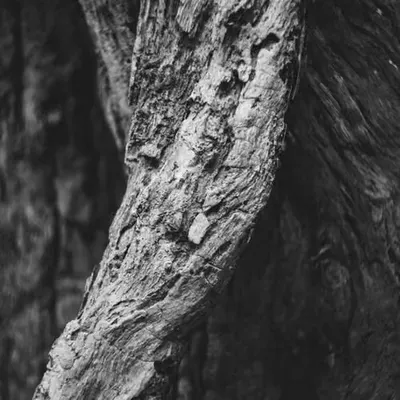 Stone Wood