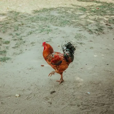 A big cock.