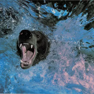 Bears, #11