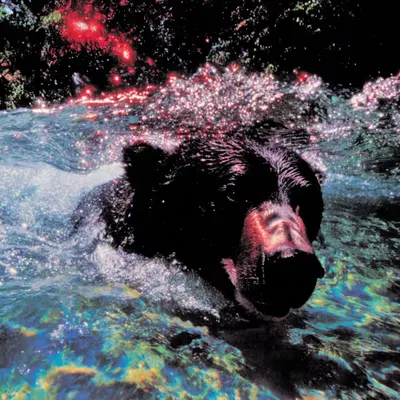 Bears, #12