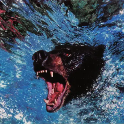Bears, #14