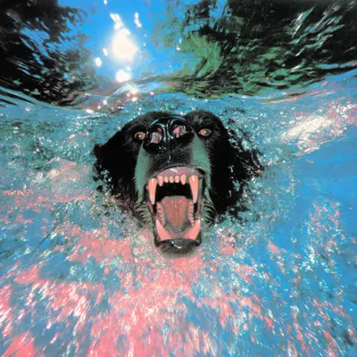Bears, #18