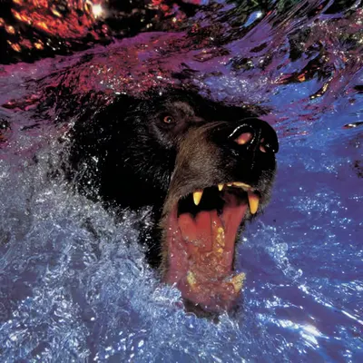 Bears, #22