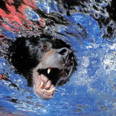 Bears, #26