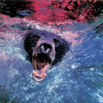 Bears, #28