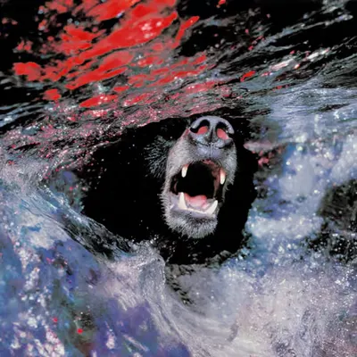Bears, #29