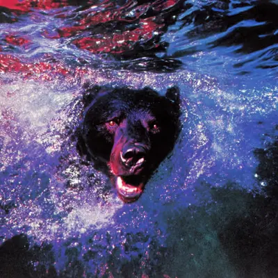 Bears, #3