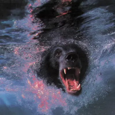 Bears, #30