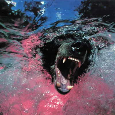 Bears, #32