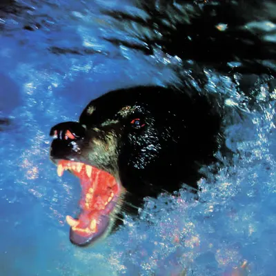 Bears, #33