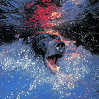 Bears, #34
